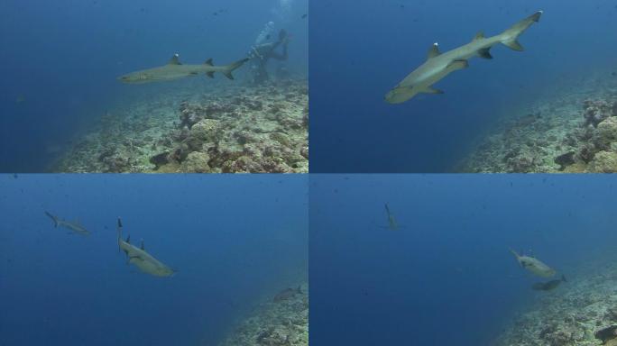 白鳍礁鲨物种多样性大海深海海域海鱼
