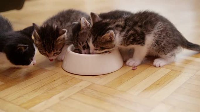 蓬松的小猫从碗里吃健康食品