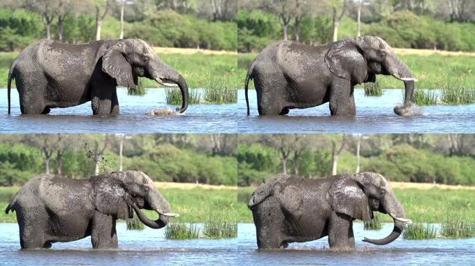 博茨瓦纳奥卡万戈三角洲大象公牛泥浴的慢动作