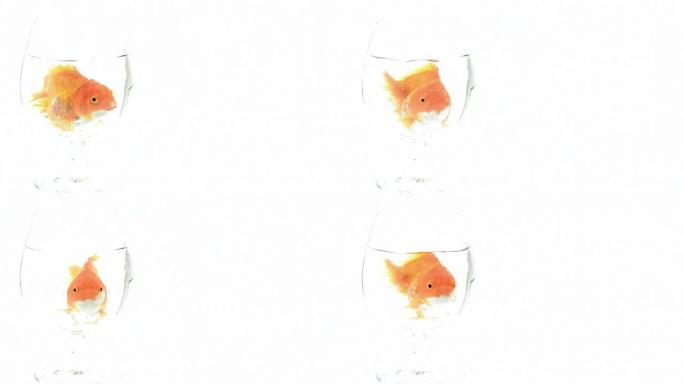 金鱼会说话金鱼会说话鱼缸