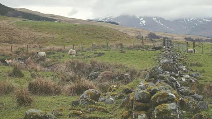 绵羊在山上草地上放牧。苏格兰