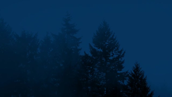 迷雾之夜的高大森林树木