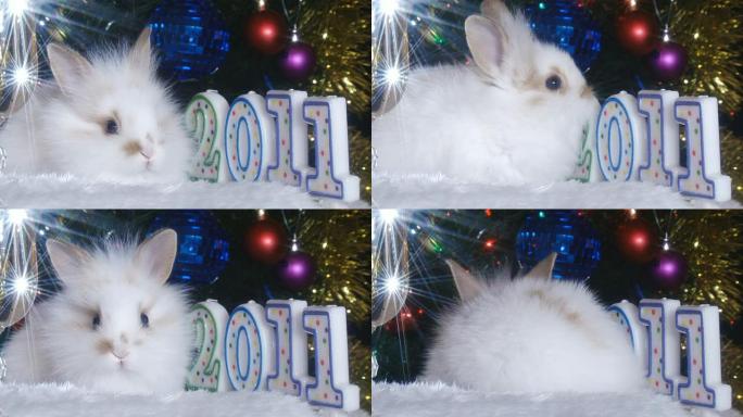 白兔年可爱小白兔