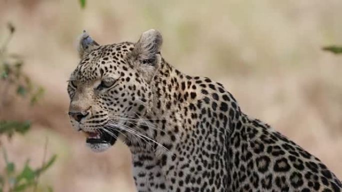 博茨瓦纳女豹环顾四周的肖像照片