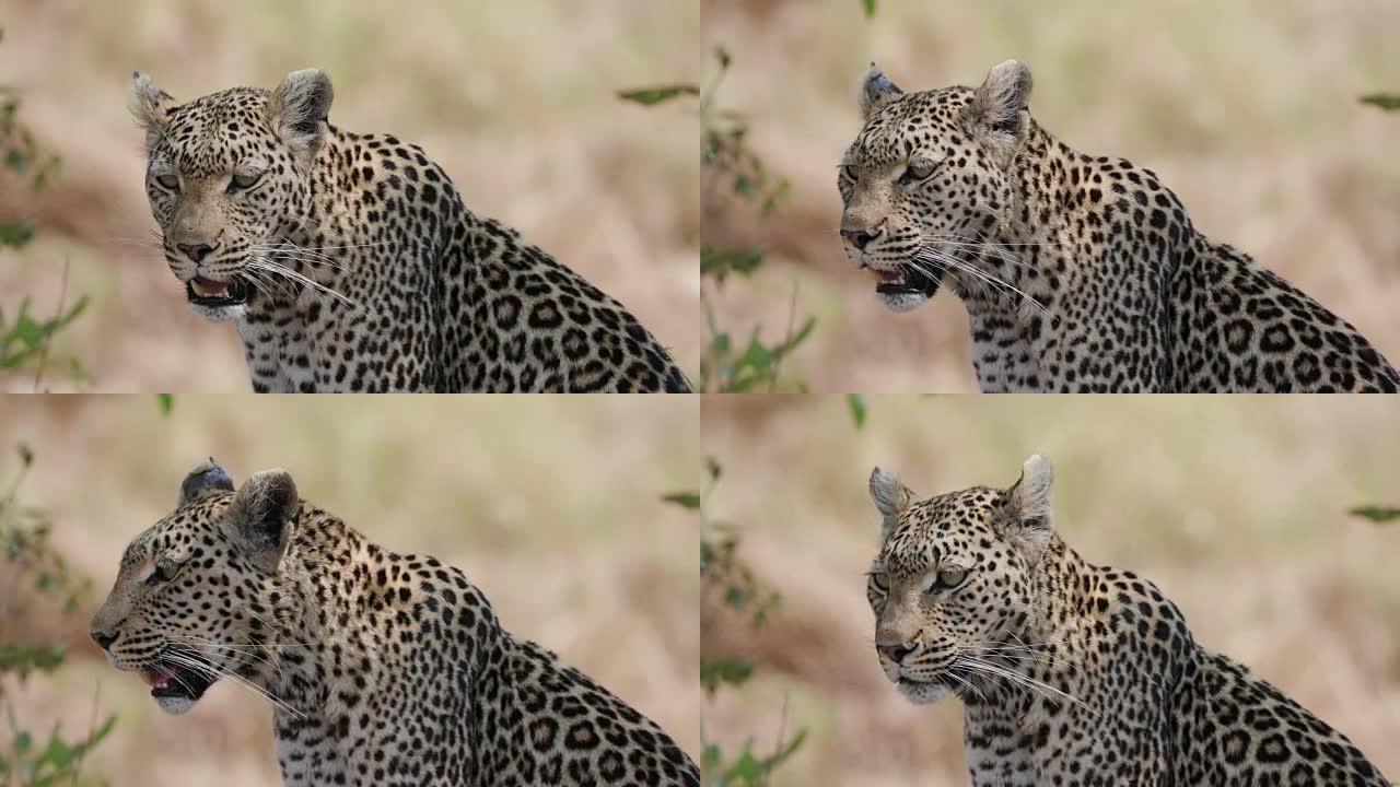 博茨瓦纳女豹环顾四周的肖像照片