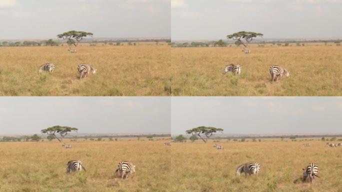 特写: 在非洲荒野的开阔草原风光中放牧的斑马群