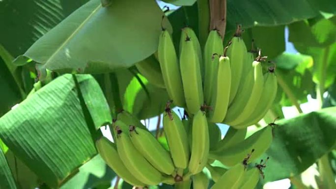 香蕉在香蕉树上成熟。