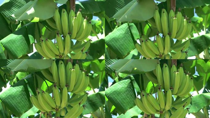 香蕉在香蕉树上成熟。