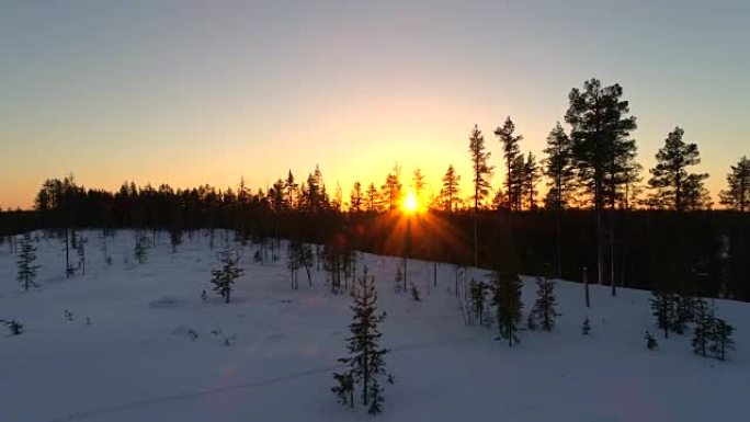 特写: 芬兰金色日落时茂密的云杉森林中华丽的雪树