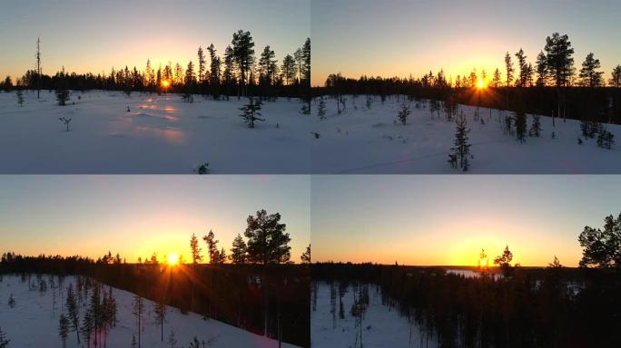 特写: 芬兰金色日落时茂密的云杉森林中华丽的雪树