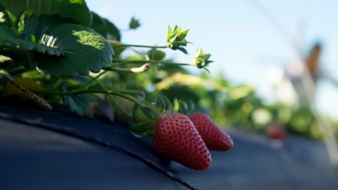 在阳光明媚的日子里农场里的草莓4k