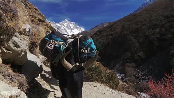 牦牛运送货物穿过山口进行徒步探险。尼泊尔萨加玛塔国家公园