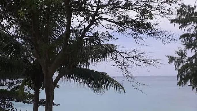 棕榈树无人居住的沙滩景观。