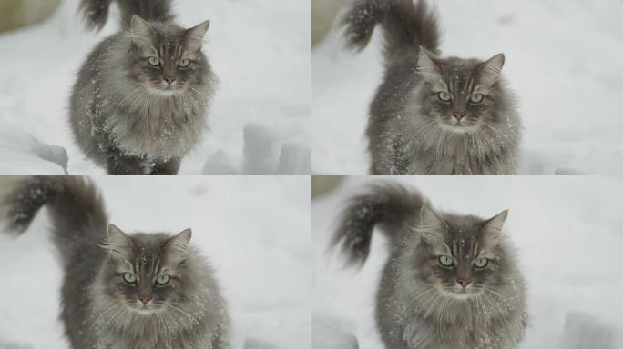 慢动作，特写: 美丽的长毛猫走向相机