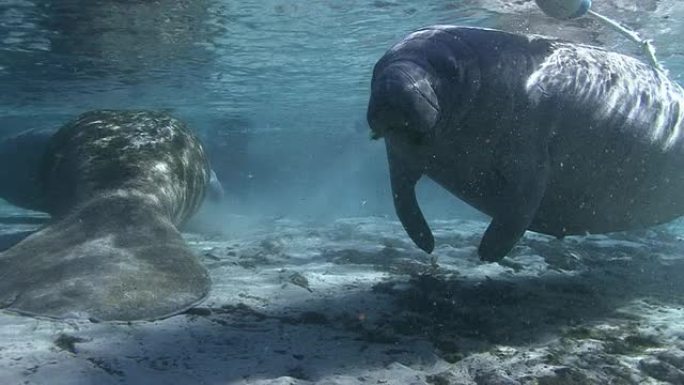 海牛热带鱼群海洋大海野生动物