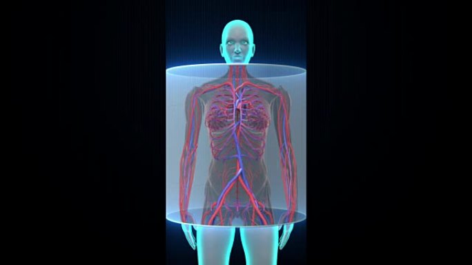 扫描女性体内的血管。