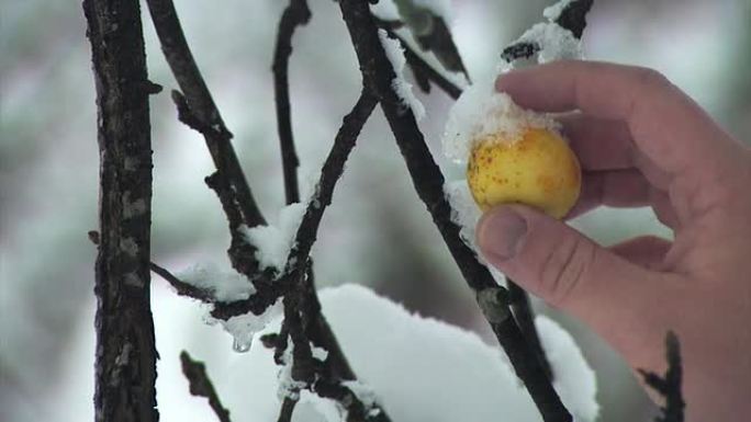 冷冻黄苹果冷冻黄苹果雪景下雪