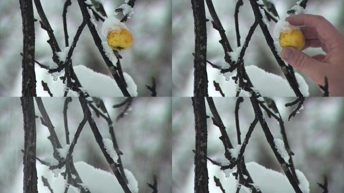 冷冻黄苹果冷冻黄苹果雪景下雪
