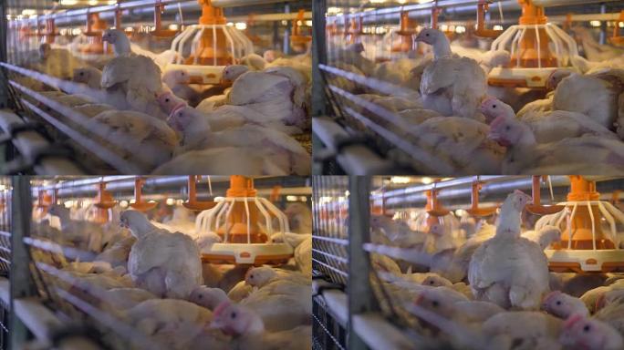 拥挤的笼子，里面坐着肉鸡或从塑料盘喂食。