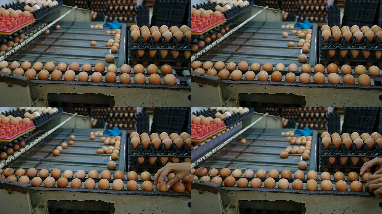 鸡蛋养鸡场，机器分类过程