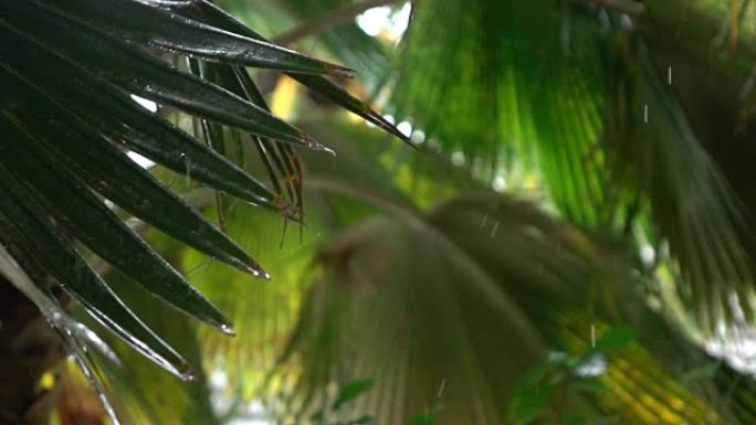 慢动作: 小雨水滴落在茂密的棕榈树叶子上