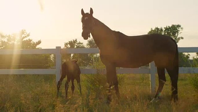 特写: 牧场上可爱的年轻小马驹和自信的慈爱母亲