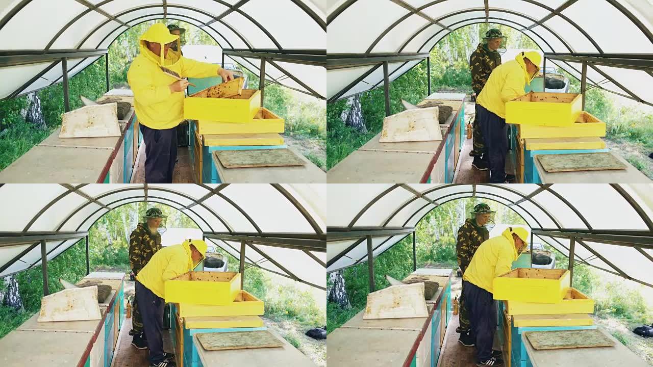 两名养蜂人在夏日在养蜂场工作时检查框架并收获蜂蜜