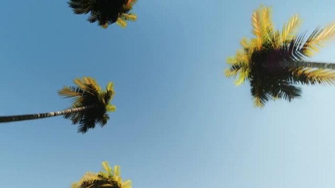 棕榈大道车道-可通行