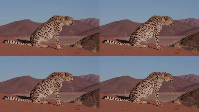 4k猎豹坐在纳米布沙漠的红色沙丘上