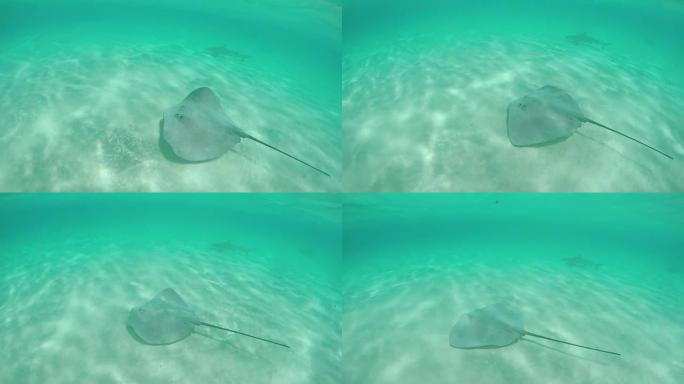 水下慢动作: 黄貂鱼和黑鳍鲨在海洋中游泳