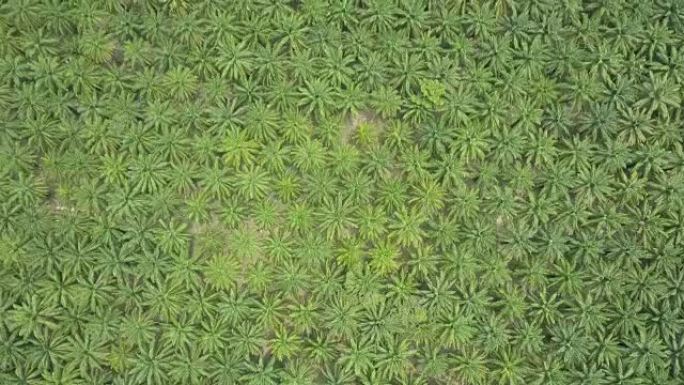 空中摄影:飞过大片的棕榈油种植园，热带森林正在被侵蚀。