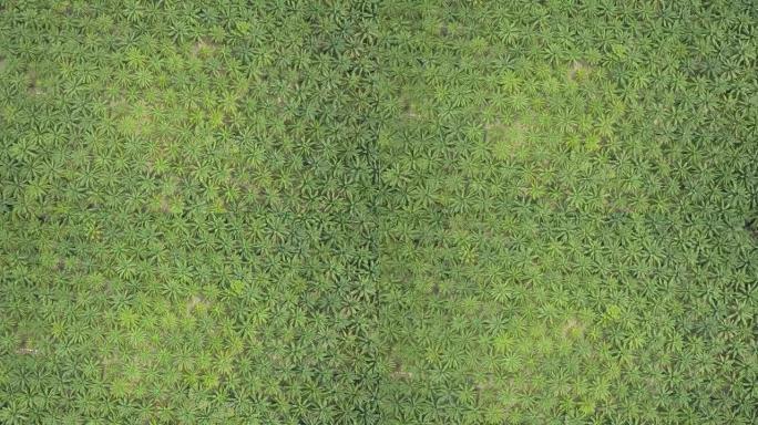 空中摄影:飞过大片的棕榈油种植园，热带森林正在被侵蚀。