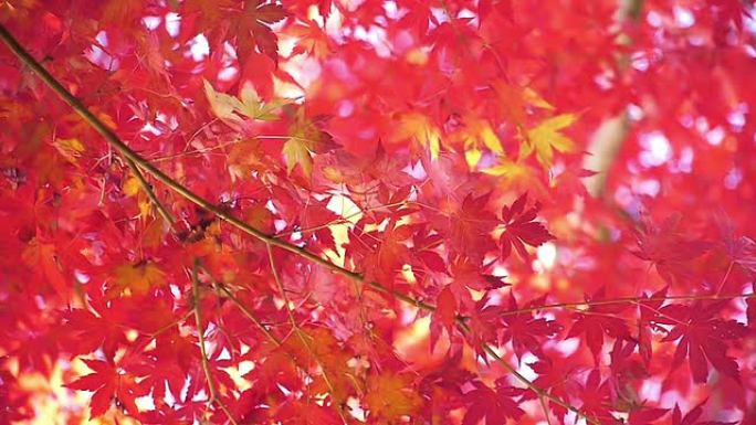 秋天红枫叶上的倒影