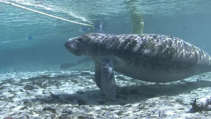 海牛热带鱼群海洋大海野生动物