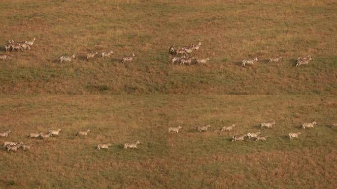 空中: 在金色的日落时分，在稀树草原的草地上放牧的野生斑马群