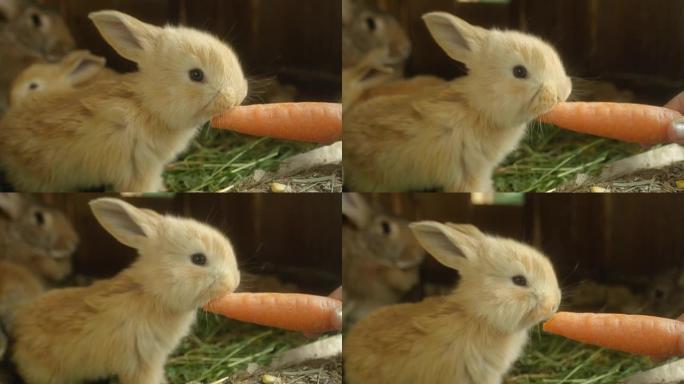 特写: 甜美蓬松的浅棕色小兔子吃新鲜的大胡萝卜
