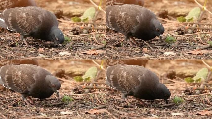 一只鸟鸽在森林的地面上寻找食物，以慢动作犁着嘴