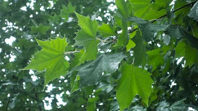 雨水落在树叶上