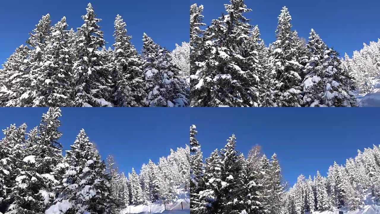 空中: 新鲜的软雪覆盖云杉树和陡峭的山坡