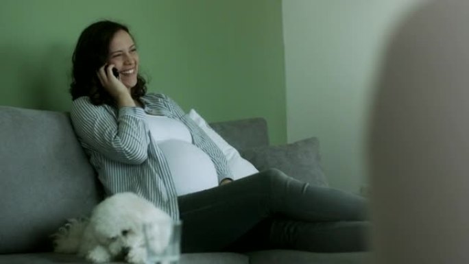 怀孕的年轻女子，狗坐在沙发上，在家打电话