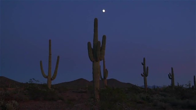 天黑后沙漠荒野中的大仙人掌和傻瓜月亮