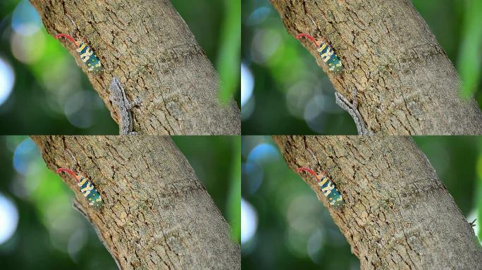 林奈烛台富尔哥拉