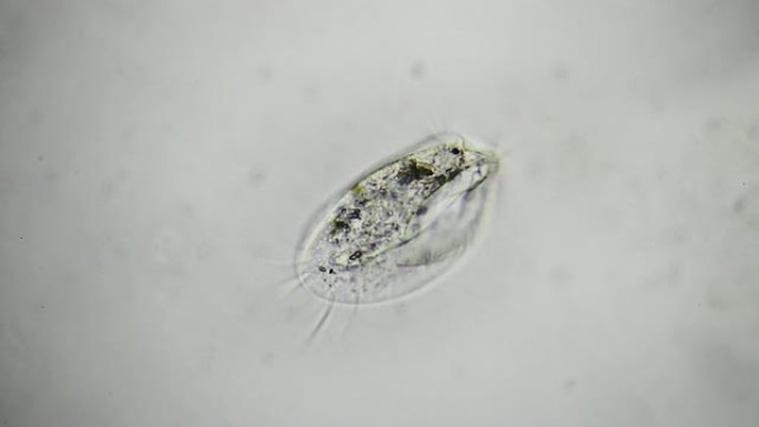 微生物-游仆虫实拍素材显微镜下