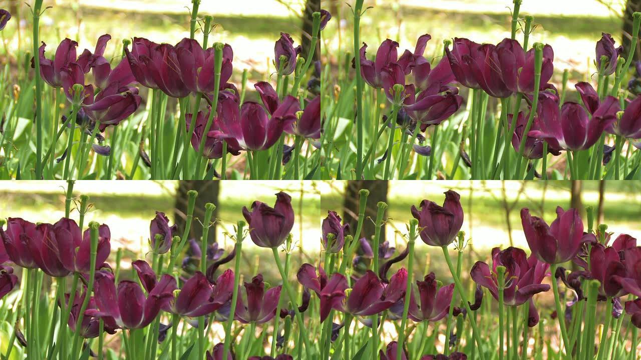 紫色郁金香花朵盛开郁金香开花