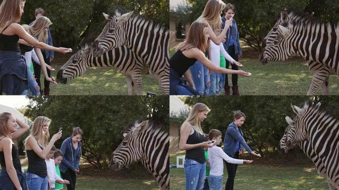五个孩子在野生动物庄园喂养斑马