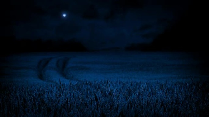 多风的夜晚月光下的玉米田
