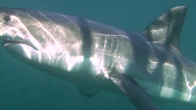 大白鲨大白鲨海洋大海野生动物