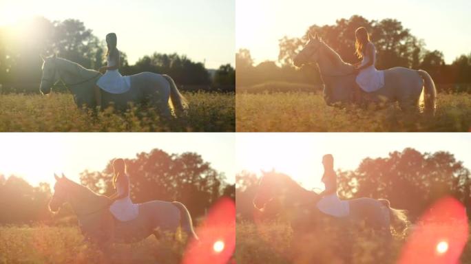 慢动作: 可爱的女孩在日出时骑着白马在开花的粉红色田野中