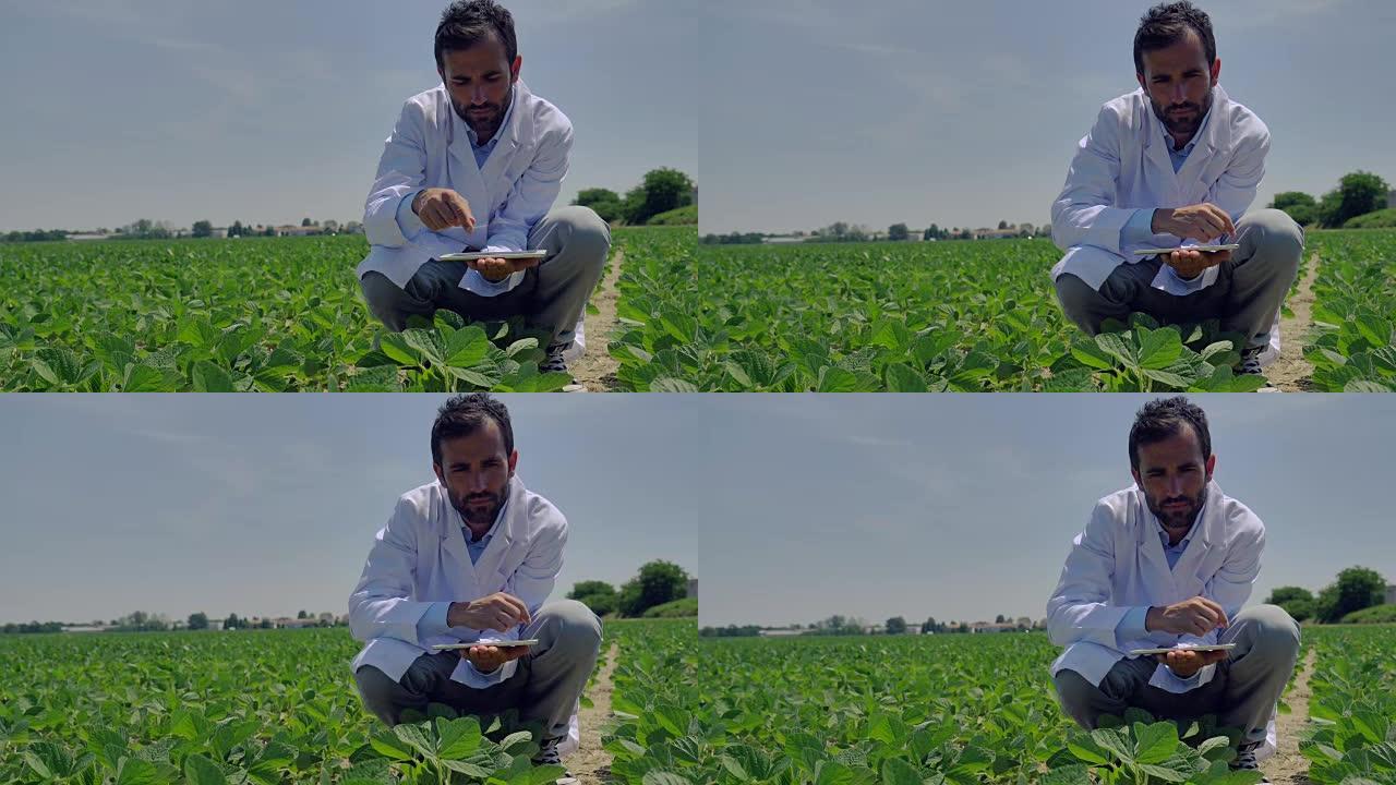 一位植物专家，在白大褂中检查田间大豆，在一片绿色植物的背景下进行测试分析。概念生态，生物产品，检验，