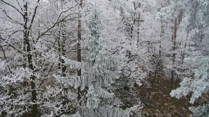 从地面到树木上方的快速上升